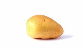 potato on a white background photo