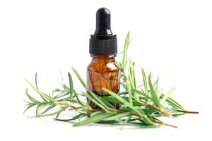 Rosemary aromatic essential oil fresh bunch herb photo
