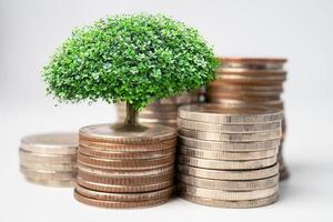 Tree plumule leaf on save money coins photo