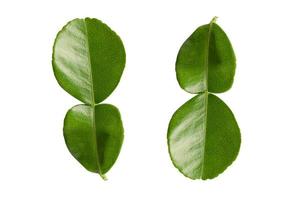 Fresh bergamot leaf or kaffir lime isolate on white background photo