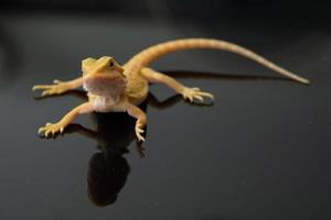 bearded dragon on ground with blur background photo