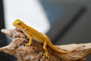 bearded dragon on ground with blur background photo