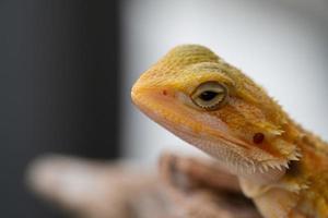 bearded dragon on ground with blur background photo