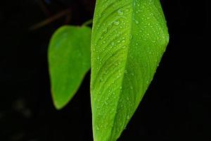 Water on leave background, Green leaf nature photo