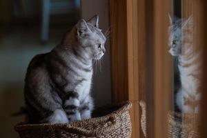 Primer plano de un gato en el suelo, animal doméstico foto