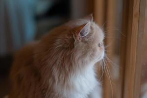 closeup shot of a cat on the ground, home animal photo