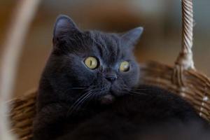 closeup shot of a cat on the ground, home animal photo