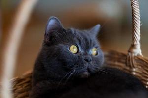 closeup shot of a cat on the ground, home animal photo