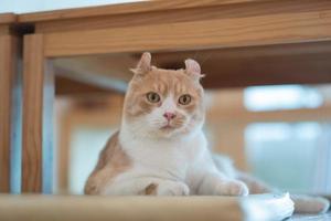 closeup shot of a cat on the ground, home animal photo