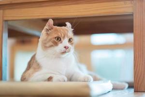 closeup shot of a cat on the ground, home animal photo