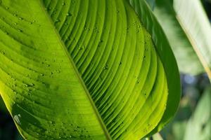 Water on leave background, Green leaf nature photo