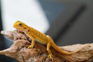 bearded dragon on ground with blur background photo