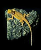 bearded dragon on ground with blur background photo