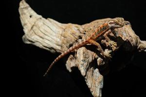 bearded dragon on ground with blur background photo