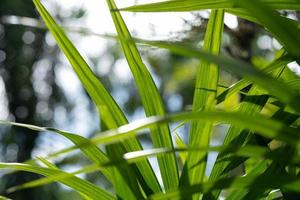 Water on leave background, Green leaf nature photo