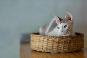 Primer plano de un gato en el suelo, animal doméstico foto