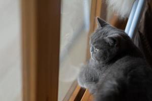 closeup shot of a cat on the ground, home animal photo