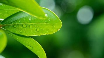 Water on leave background, Green leaf nature photo