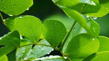 Water on leave background, Green leaf nature photo