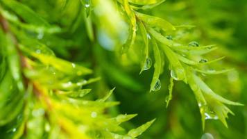 Water on leave background, Green leaf nature photo