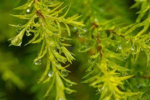 Water on leave background, Green leaf nature photo