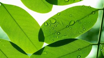 Water on leave background, Green leaf nature photo