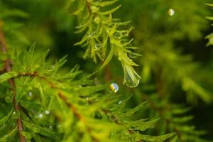 Water on leave background, Green leaf nature photo