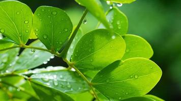 Water on leave background, Green leaf nature photo