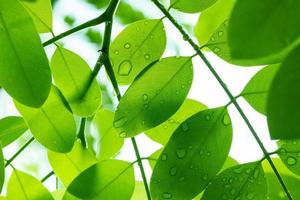 Water on leave background, Green leaf nature photo