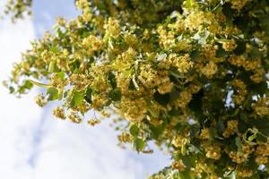 Branches of a flowering lime tree against the sky photo