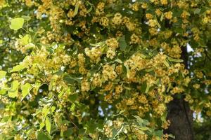 Branches of a flowering lime tree against the sky photo