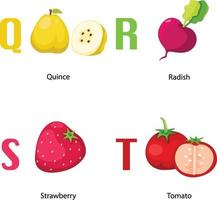 Alphabet Q-T letter.quince,radis h,strawberry,tomato .vector vector