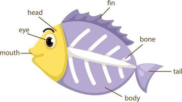 parte del vocabulario de peces de rayos x del vector del cuerpo