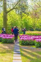 lisse, países bajos, 20 de abril de 2014 - coloridos tulipanes y narcisos en keukenhof tulip park foto