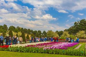 lisse, países bajos, 20 de abril de 2014 - coloridos tulipanes y narcisos en keukenhof tulip park foto