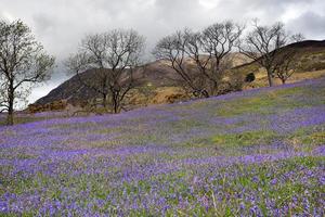 Rannerdale campanillas en plena floración foto