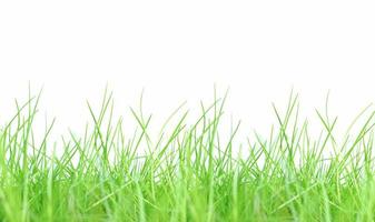 Green meadow grass photo