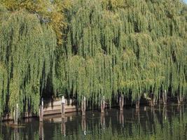 Weeping Willow tree photo