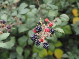 Blackberry fruit plant photo