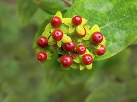 Red St Johns wort berries Hypericum perforatum photo
