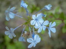 Bonito cabo azul leadwort flores plumbago auriculata foto