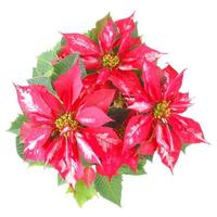 poinsettia estrella de navidad foto