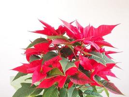 poinsettia estrella de navidad foto