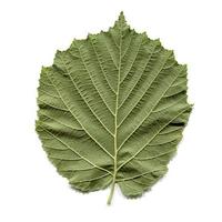 Hazel tree leaf photo