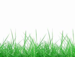 Green grass isolated over white photo