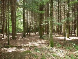 Forest of trees photo