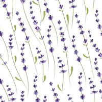 Seamless pattern with lavender branches. vector