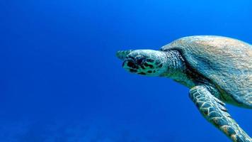 tortugas de mar . gran tortuga de arrecife bissa. foto