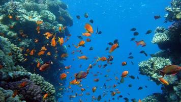 mar goldie. las antias más comunes en el mar rojo. foto