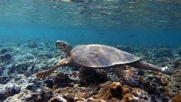 tortugas de mar . gran tortuga de arrecife bissa.